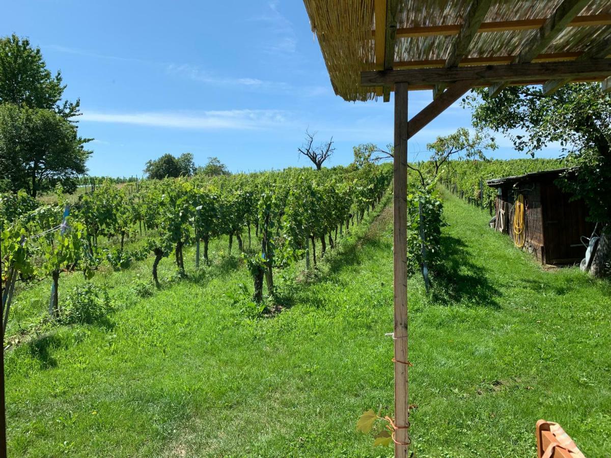 Urlaub Im Weingarten Winten  Ngoại thất bức ảnh